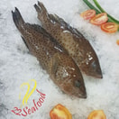 Ikan Kerapu Segar