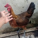 Ayam Pelung Indukan