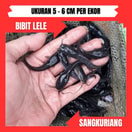 Bibit Lele Sangkuriang 5-6 cm