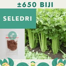 Benih Bibit Seledri
