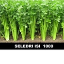 Seledri 1000 Biji