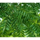 Herbal Daun Mimba