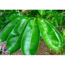 Daun Sirsak