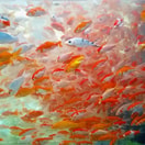 Bibit Ikan Mas