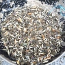 Bibit Ikan Mas Kecil