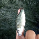 Bibit Ikan Mas 
