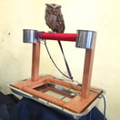 Tangkringan Burung Hantu Kecil