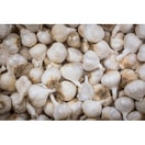Bawang Putih Regular