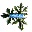 Daun Pepaya Jepang