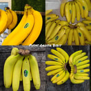 Bibit Pisang Cavendish