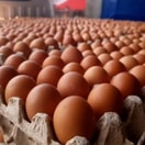 Telur Ayam Ras Premium