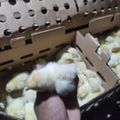 DOC Anak Ayam