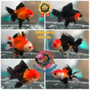 Oranda Tricolour (M)