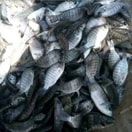 Bibit Ikan Mujair 1-2 jari
