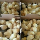DOC Ayam Pejantan