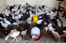 Telur Ayam Joper Siap Tetas