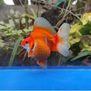 Ryukin Goldfish