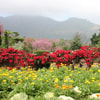 Batu Flower Garden