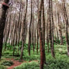 Goa Pinus Pujon