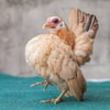Ayam Hias Serama