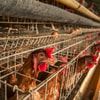 Kandang Ayam dengan Sistem Baterai