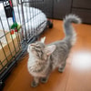 Pilih Lokasi Kandang Sesuai dengan Keseharian Kucing