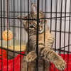 Bersihkan Kandang Kucing Secara Rutin