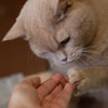 Beri Makanan Kucing Resep Dokter