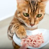 Mengganti Makanan Kucing Secara Bertahap
