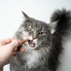 Buat Variasi Makanan Kucing
