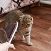 Sabar dan Jangan Memberi Kucing Hukuman