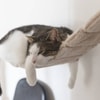 Hadirkan Ruangan Khusus untuk Kucing