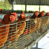 Kandang Ayam dengan Sistem Terbuka