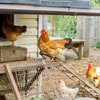 Kandang Ayam dengan Sistem Tertutup