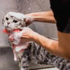 Pastikan Menggunakan Sampo Khusus Kucing