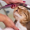 Bilas Tubuh Kucing Secara Menyeluruh