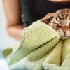 Keringkan Tubuh Kucing Secara Menyeluruh