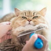 Sisir Bulu Kucing 