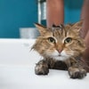 Bawalah Kucing ke Kamar Mandi
