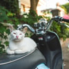 Kenalkan Kucing dengan Motor