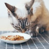 Campurkan Natur E ke Makanan Kucing
