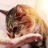 Suapkan Campuran Makanan dan Natur E Langsung ke Mulut Kucing