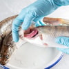 Mengendalikan Penyakit dan Hama Ikan Mas