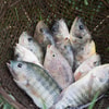Ikan Mas Budidaya Siap Dipanen