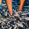 Merawat Bibit Ikan Mas