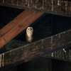 Beri Nama Menarik untuk Burung