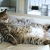 Jaga Berat Badan Kucing