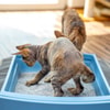 Kenalkan dan Biasakan Kucing dengan Tempat Pasir
