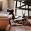 Jauhkan Litter Box dengan Area Makannya