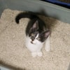 Letakkan Kucing di Tempat Pasir